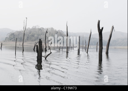 Les arbres morts et les poteaux de bois dans un lac, Thekkady Lake, parc national de Periyar, Thekkady, Kerala, Inde Banque D'Images