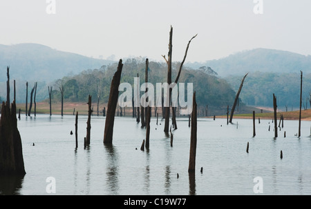 Les arbres morts et les poteaux de bois dans un lac, Thekkady Lake, parc national de Periyar, Thekkady, Kerala, Inde Banque D'Images