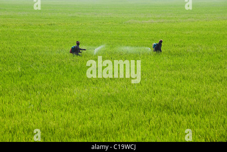 Les agriculteurs vaporiser des insecticides dans un champ, Alleppey, Alappuzha District, Kerala, Inde Banque D'Images