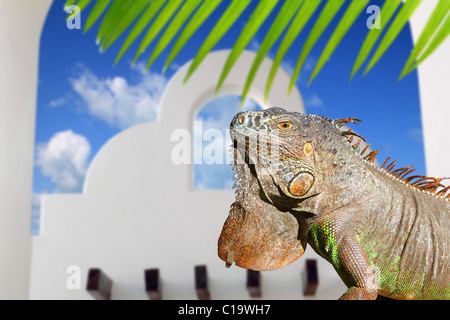 Iguane mexicain arche blanche chambre ciel bleu dans le Mexique traditionnel Banque D'Images