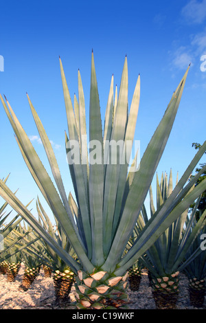 Agave tequilana plante à distiller tequila mexicaine Banque D'Images