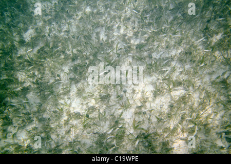 Le fond de sable de la mer des Caraïbes d'algues dans l'eau peu profonde Riviera Maya Banque D'Images