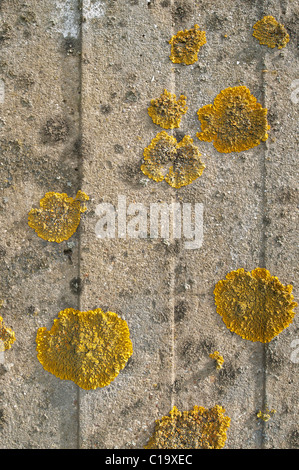 Lichen jaune sur mur de béton Xanthoria parietina lichen orange sunburst maritime commune s'étalant sur la surface bétonnés Banque D'Images