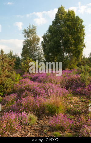 Bruyère cendrée (Erica cinerea) et le bouleau verruqueux (Betula pendula). La Réserve Commune Iping, Midhurst, Sussex, UK. En août. Banque D'Images