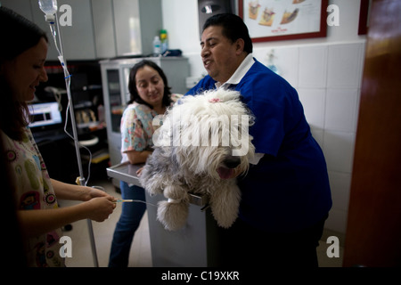 Les vétérinaires assister à un vieux chien de berger anglais à un Animal Hospital de Condesa, Mexico, Mexique, le 31 janvier 2011. Banque D'Images