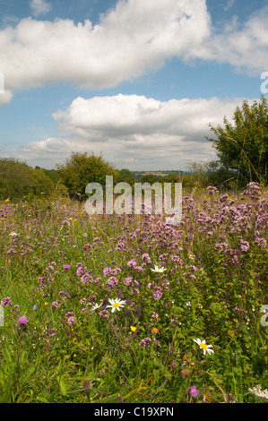 Noar Hill, Selborne, Hampshire, Royaume-Uni. Avant-postes de l'Ouest Août South Downs. Afficher le nord. Downland fleurs. Banque D'Images