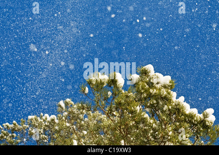 La neige, qui est emporté par un vent de branches d'un pin sur le fond bleu du ciel. Banque D'Images