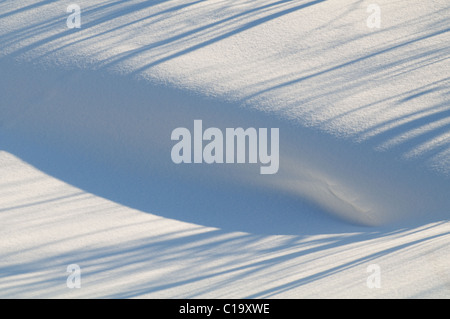 Snowdrift de neige et la tendance des tons bleu foncé à partir des arbres. Résumé fond simple. Banque D'Images