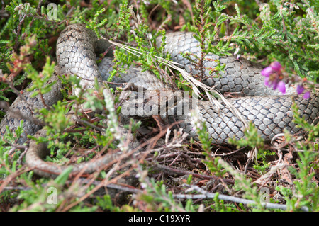 Couleuvre lisse (Coronella austriaca) lovés dans la bruyère, Hampshire, Royaume-Uni. En août. Banque D'Images