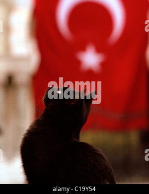 Chat noir à Istanbul en Turquie. Banque D'Images