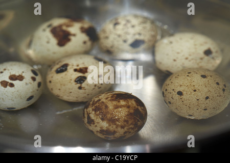 Oeufs de cailles d'ébullition dans une casserole Banque D'Images