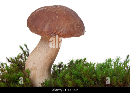 Un boletus edulis sur mousse de champignon isolé sur fond blanc Banque D'Images