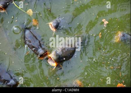 Banc de carpe commune (Cyprinus carpio) de venir à la surface pour l'air dans l'étang du parc, Belgique Banque D'Images