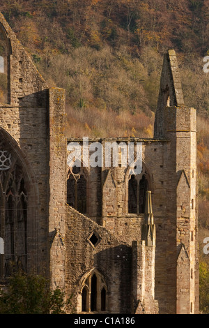 Ruines de l'abbaye de Tintern en Tintern, Monmouthshire, Wales, UK Banque D'Images