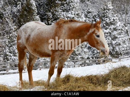 Appaloosa quarter horse mâchonnant sur le foin dans un enclos d'hiver à côté d'une forêt couverte de neige Banque D'Images