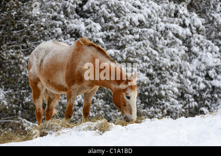 Appaloosa quarter horse eating hay s'est avéré dans un enclos en hiver par une forêt couverte de neige Banque D'Images