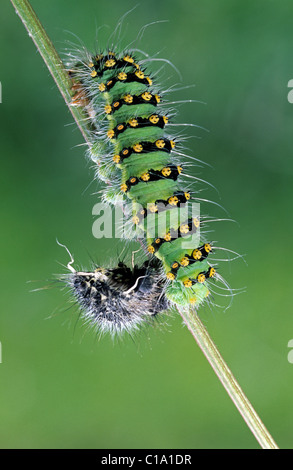 Petit papillon empereur (Saturnia pavonia caterpillar / Eudia pavonia) desquamation de la peau, France Banque D'Images