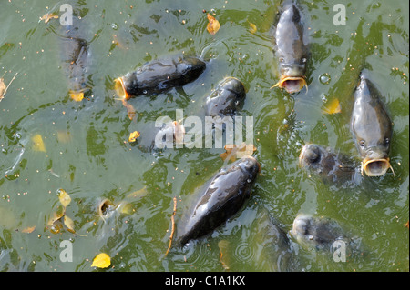 Banc de carpe commune (Cyprinus carpio) de venir à la surface pour l'air dans l'étang du parc, Belgique Banque D'Images