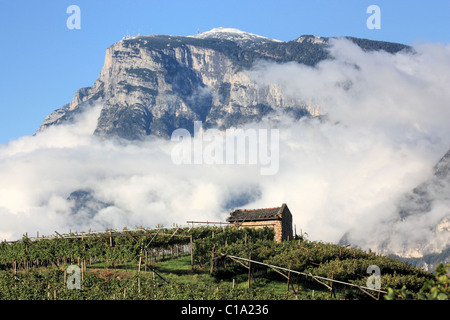 Vignoble en face du Monte Paganella, Trentin, Italie Banque D'Images