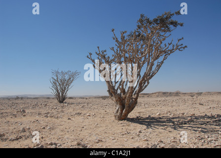 Les arbres d'encens dans la province de Dhofar, dans le sud de l'Oman, où de petites coupures à l'écorce à l'encens dans l'exsudat gratuitement Banque D'Images