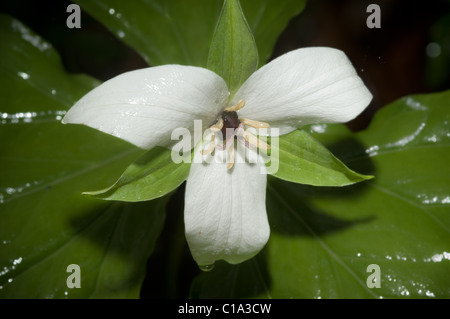 Sweet trille blanc (Trillium de la comparaison), Great Smoky Mountains National Park, Texas Banque D'Images
