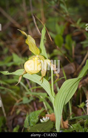 Le grand (Cypripedium pubescens), Natural Bridge State Park, New York Banque D'Images