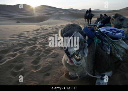 Voyage de camping chameau au lever du soleil dans le désert du Sahara à l'Erg Chebbi au Maroc, l'Afrique du Nord. Banque D'Images