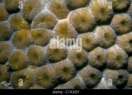 Coral reef, sea life, l'écotourisme, la nature, l'île Pigeon, Basse-Terre, Guadeloupe, French West Indies Banque D'Images