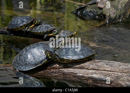 Les tortues à oreilles rouges Trachemys scripta elegans Zoo National de Washington DC USA Banque D'Images