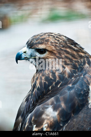 Le rouge queue rousse, Buteo jamaicensis Banque D'Images