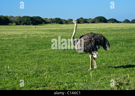 Autruches sur ostrich farm, Western Cape, Afrique du Sud Banque D'Images