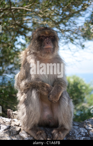 Gibraltar Barbary Ape (en réalité le macaque). Aussi connu sous le nom de Gibraltar singe. Banque D'Images