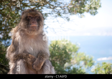 Gibraltar Barbary Ape (en réalité le macaque). Aussi connu sous le nom de Gibraltar singe. Banque D'Images