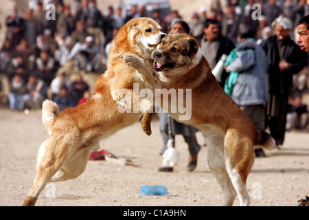 Deux chiens se battre pendant un match à la périphérie de Kaboul. Les combats de chien est un jeu traditionnel en Afghanistan. Afghanistan - Banque D'Images