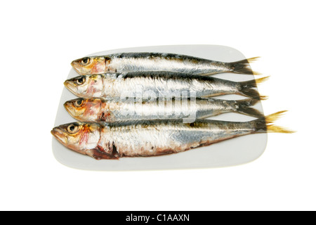 Les sardines sur une assiette blanche contre isolés Banque D'Images
