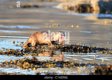 Otter sur la plage avec la Norvège poisson Banque D'Images