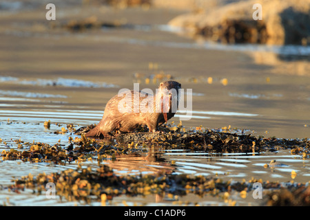 Otter sur la plage avec la Norvège poisson Banque D'Images