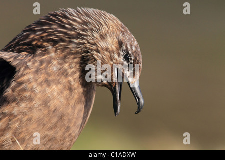 Skua Banque D'Images