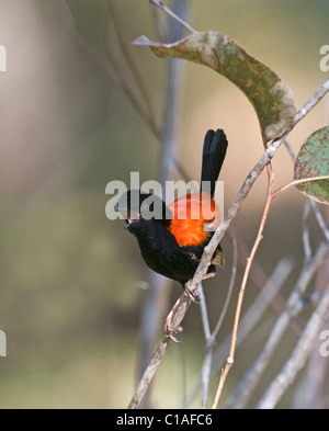 Red-malures Malurus melanocephalus chanson dans le Queensland Australia November Banque D'Images