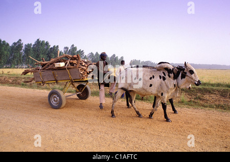 La région de Tillaberi, Niger, Niamey, charrette dans les champs du riz le long du fleuve Niger Banque D'Images