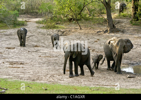 Les éléphants à Tembe Elephant Park National, Kwazulu-Natal, Afrique du Sud Banque D'Images