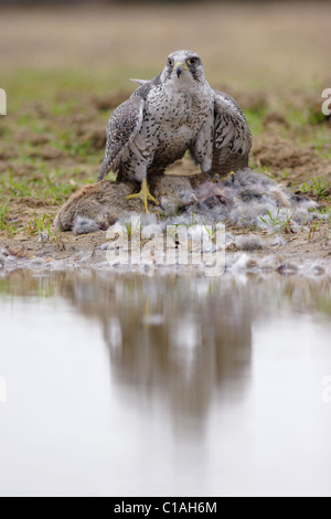 Le Faucon gerfaut (Falco rusticolus) adulte, il se nourrit de lapins, Yorkshire, UK (oiseau captif) Banque D'Images