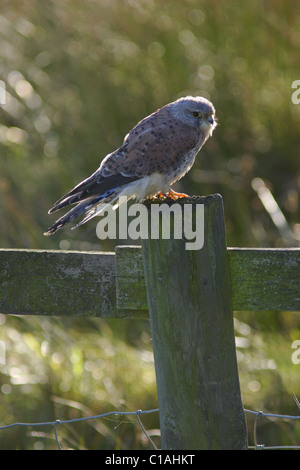 Homme crécerelle (Falco tinnunculus) sur piquet, automne, campagne du Yorkshire, UK Banque D'Images