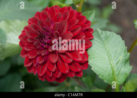 Dahlia fleurs vivaces Tommy's Pride Banque D'Images