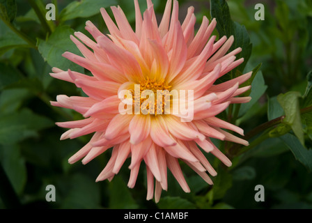 Dahlia fleurs vivaces Touche Banque D'Images