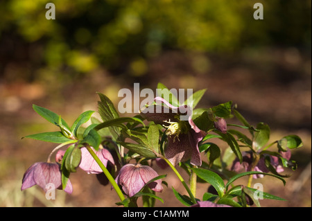 Helleborus x hybridus en fleur Banque D'Images