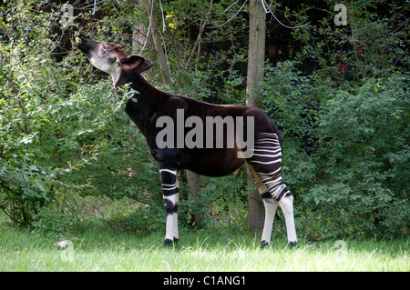 Okapi Okapia johnstoni ; ; Columbus Zoo and Aquarium ; Amérique du Nord Banque D'Images