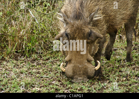Phacochère mâle Hluhluwe Game Reserve, pâturage, Kwazulu-Natal, Afrique du Sud Banque D'Images