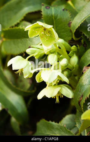 Helleborus argutifolius hellébore hybride, le Corse, en fleurs Banque D'Images