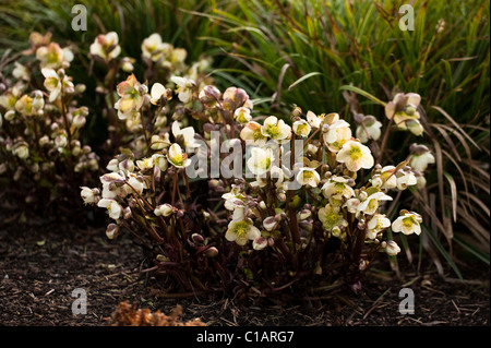 Helleborus x ericsmithii en fleur Banque D'Images